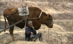 대통령님, <워낭소리> 잘 보셨습니까?