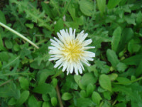 민들레, 가슴에서 꽃피다