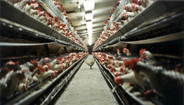 아직도 통큰 고기만 찾는 당신, 공장식 축산의 공범자