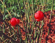 살 빼는 약 마황의 진실