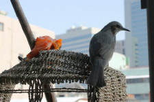 버드피더(bird feeder)를 아시나요?