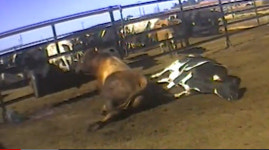 美 도축장 다우너 소 학대 장면 동영상 충격