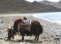 영혼의 성소(聖所)‥카일라스