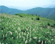 금대봉~대덕산 천상화원길