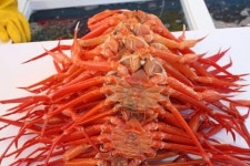 핵발전소 옆 영덕 대게, 사서 드실 건가요?