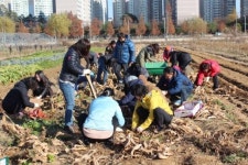 허우룩한 농사, 권태기?