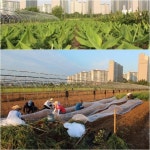 허우룩한 농사, 권태기?