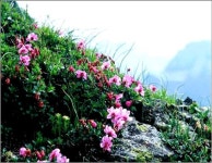 백두산의 봄! 화려한 야생화길 걸어요