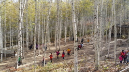 “가는 가을 아쉽네”…인제 자작나무숲 단풍 절정