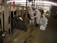 진주시, 구제역·AI 유입 차단 총력 대응