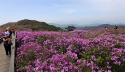 산청 황매산 철쭉제, 오는 4월30일~5월14일까지 15일간 핑크빛 봄꽃 축제 개막