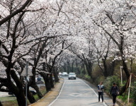 국내 최대 꽃단지 하동‘화개장터 벚꽃축제’내달 1, 2일 팡파르