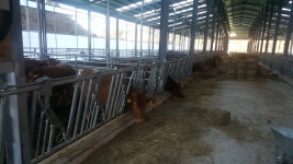 진주시, 봄철 가축질병· 조사료 등 관리 철저 당부