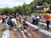 산청 삼장초, 텃밭 가꾸기 실시