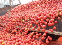 [서정욱의 축제여행 에세이] 화천 사내면 사람들이 만든 ‘화천 토마토 축제’를 가다