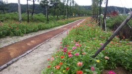 하동 진교 메타세쿼이아 길에 백일홍 활짝