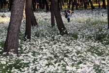 밀양 삼문송림 ‘구절초’ 가을정취 물씬