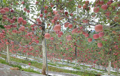 영월군, 영월사과 23일 첫 수확