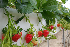 동해시, ‘해충 방제 사업’으로 딸기 생산