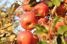 장성군 ‘문자 사과’로 명품사과 명성 잇는다