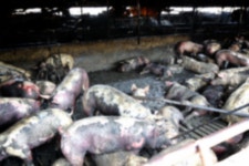 완주 돈사 화재…돼지 650마리 소사