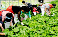 태백시, 태백산채 시식행사 개최