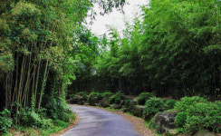 [익산여행] 대나무 군락지 구룡마을, 죽림(竹林) 그 길을 걷다