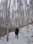 인제, ‘자작나무 숲과 함께 문학여행’ 추진