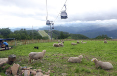 하이원리조트, 마운틴탑 ‘동물농장’ 확대 운영