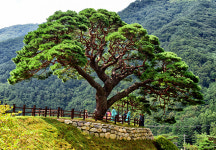 영월 산솔마을 소나무축제 성황