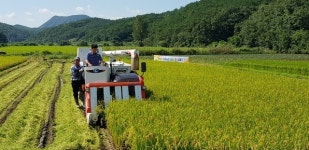 영천시지역  첫 벼베기