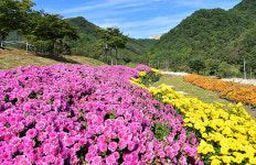 삼척시 미로면 내미로리, 국화 정원 조성