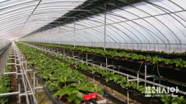 밀양 상남면 ‘셀레늄 딸기’ 개발 특허출원