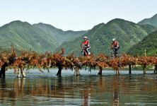 영월군, 주천 판운섶다리 문화콘서트 개최