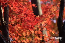 임금님 숲, 전주 건지산 애기단풍 절정