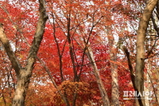 임금님 숲, 전주 건지산 애기단풍 절정
