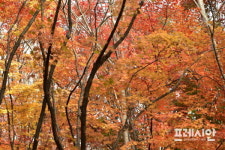임금님 숲, 전주 건지산 애기단풍 절정