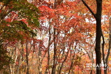 임금님 숲, 전주 건지산 애기단풍 절정