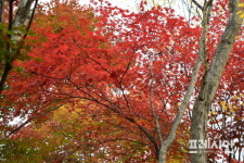 임금님 숲, 전주 건지산 애기단풍 절정