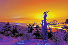 ‘일출명소’ 태백산 신년 해맞이 행사 실종