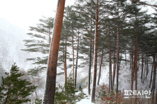 울진 금강소나무숲길 한국관광100선 지정
