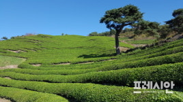 ‘하동 전통 차농업’ 소비자 선정 최고브랜드 대상