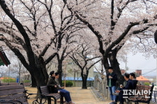 [포토뉴스]‘진흥왕 척경비’ 창녕 만옥정 공원 벚꽃 활짝