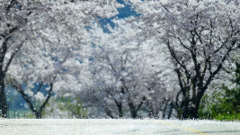 벚꽃비 흩날리는 장수에서 봄 소풍 즐기세요