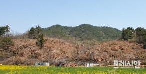 고흥군 태양광사업자, 아름들이 곰솔 마구잡이 훼손