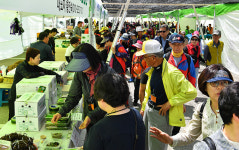 2019 정선 곤드레 산나물축제 성황