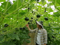 해남군, 포슬포슬달콤한 미니밤호박 수확