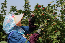 [포토뉴스] 김해 노지 산딸기 본격 출하 대박