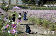 하동 북천들판 코스모스·메밀꽃으로 물든다