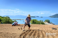 밭마늘 파종하는 남해군 남면 평산마을 노부부